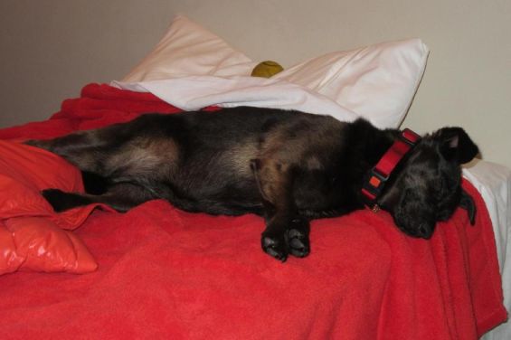 Ground Floor Studio - dog